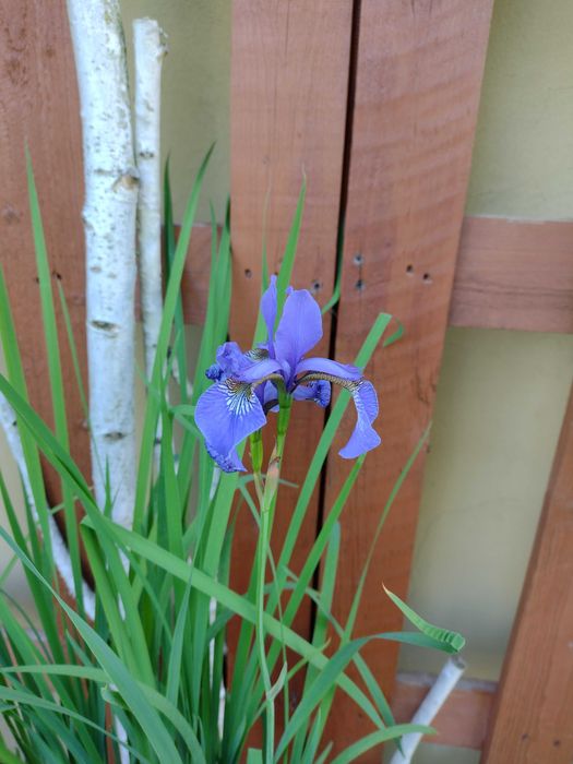 kosaćce bródkowate/irysy kolorowe