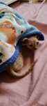 Devon rex ruda dziewczynka