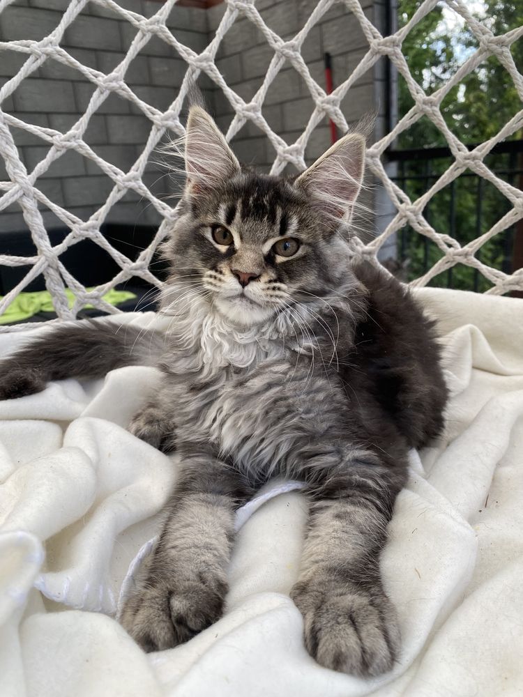Maine Coon kotka srebrna przepiękna, rodowód