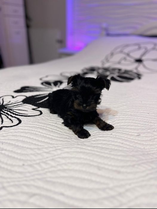 York terrier Simba piesek drobniutki