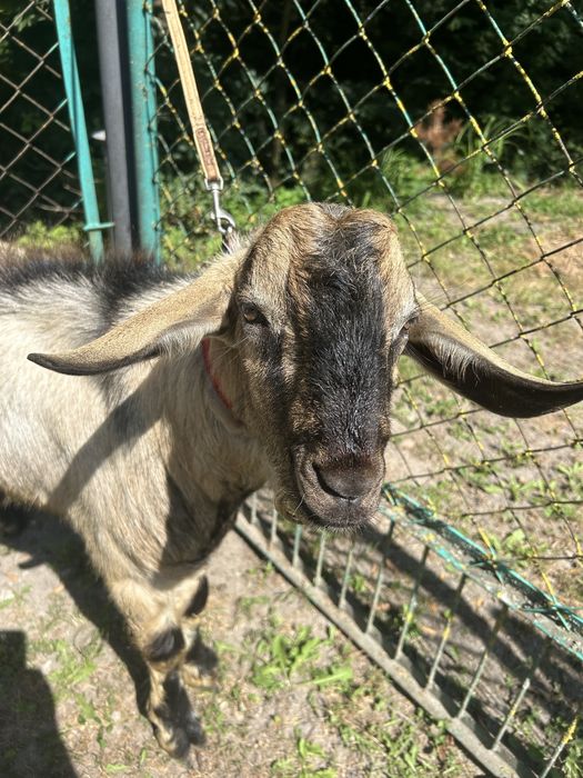 Продам породистих кіз