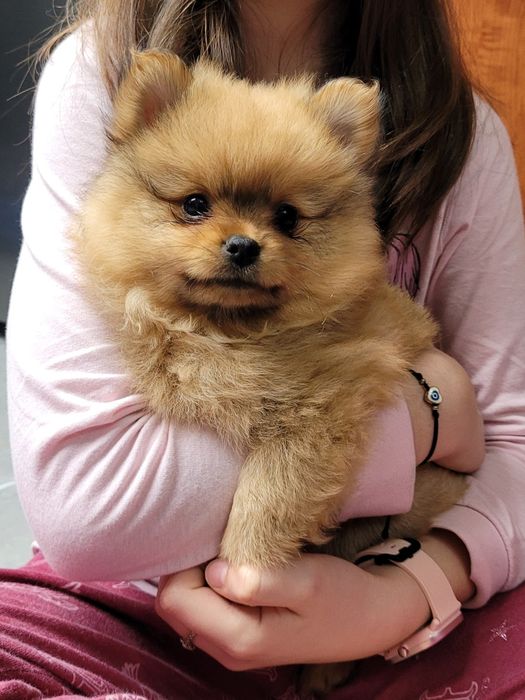 Szpic miniaturowy - odbior 1 GRUDZIEŃ