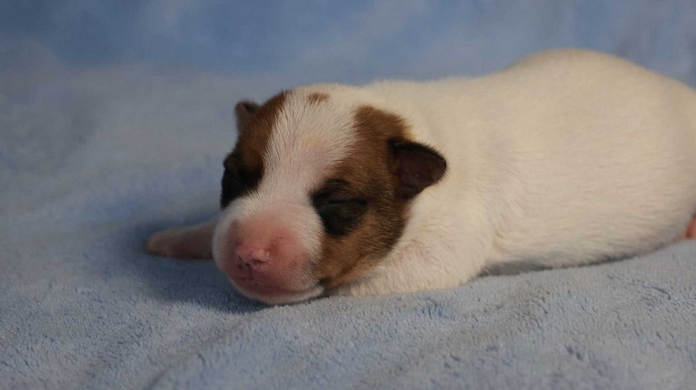 PIESEK Jack Russell Terrier  /BREFIO/badania genet./odbiór XII