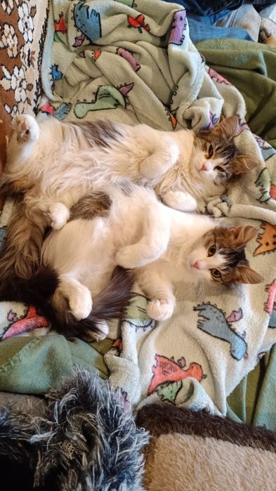 Кошенята з фронту, Мона і Ліза , 5 місяців взяти в родину