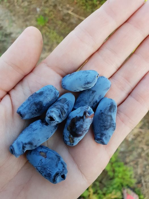 Jagoda kamczacka - krzewy / sadzonki