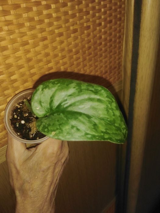 Продам сциндапсус, епипремнум  та  филодендрон