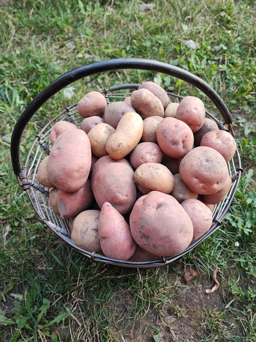 Картопля  домашня