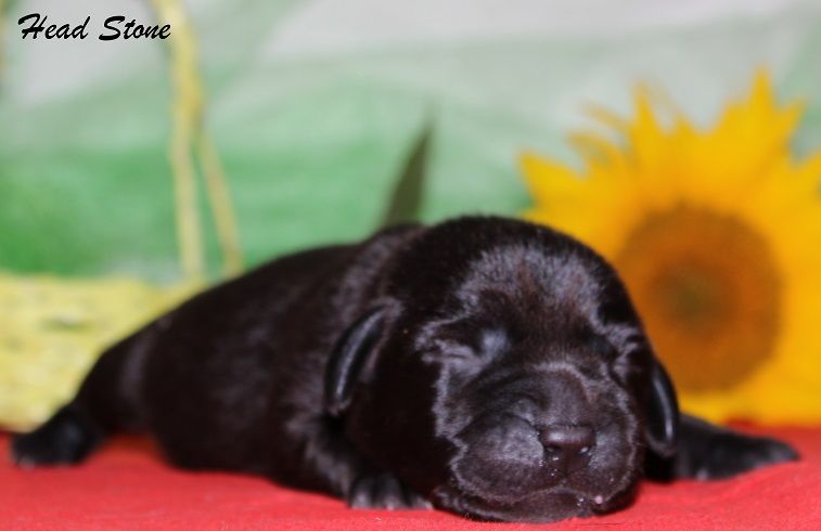 Щенки Лабрадора ретривера