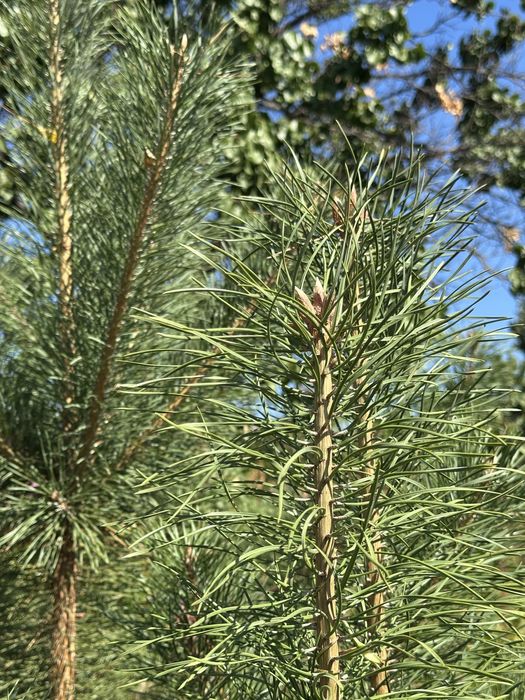 Сосна звичайна 165-200 см