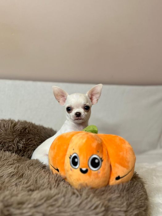 Chihuahua, chłopczyk, prawdziwy rodowód FCI