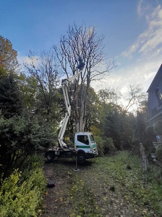 Wycinka Drzew Pielęgnacja Ogrodów