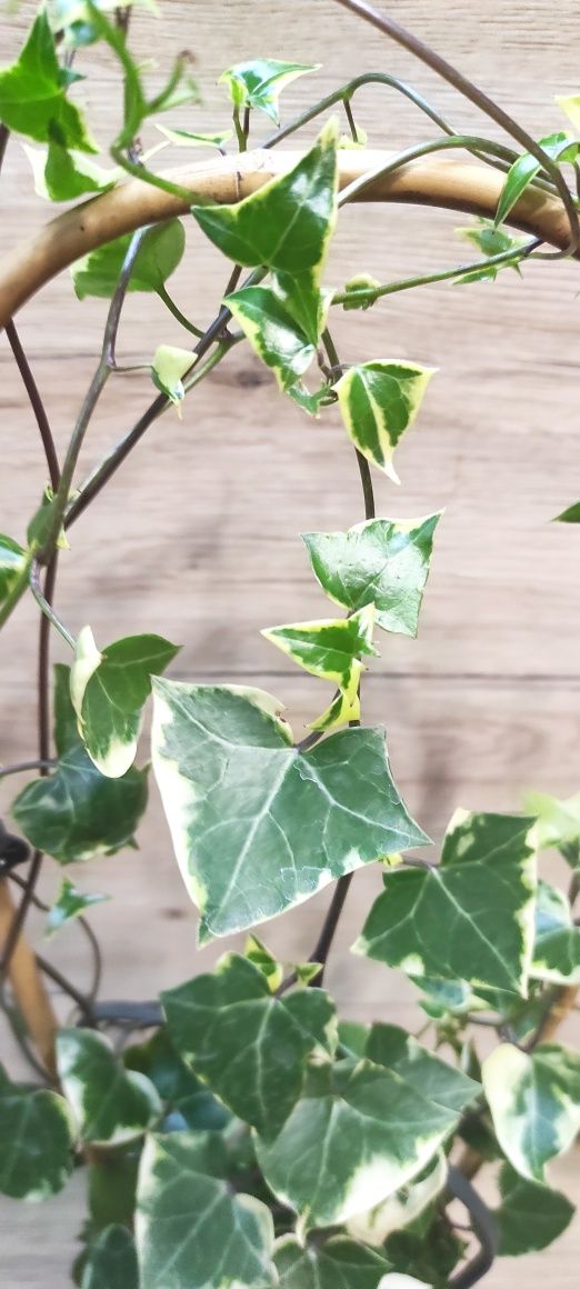Senecio macroglossus variegata