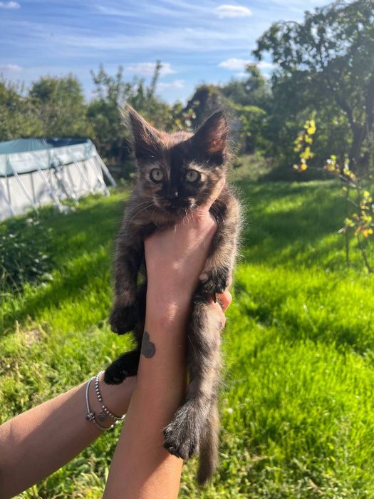 Віддамо кошенят в добрі руки