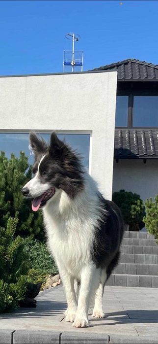 Border Collie - piesek