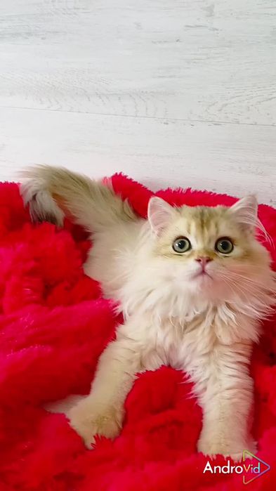 Яркий котик золотая шиншилла. Шотландский прямоухий мальчик