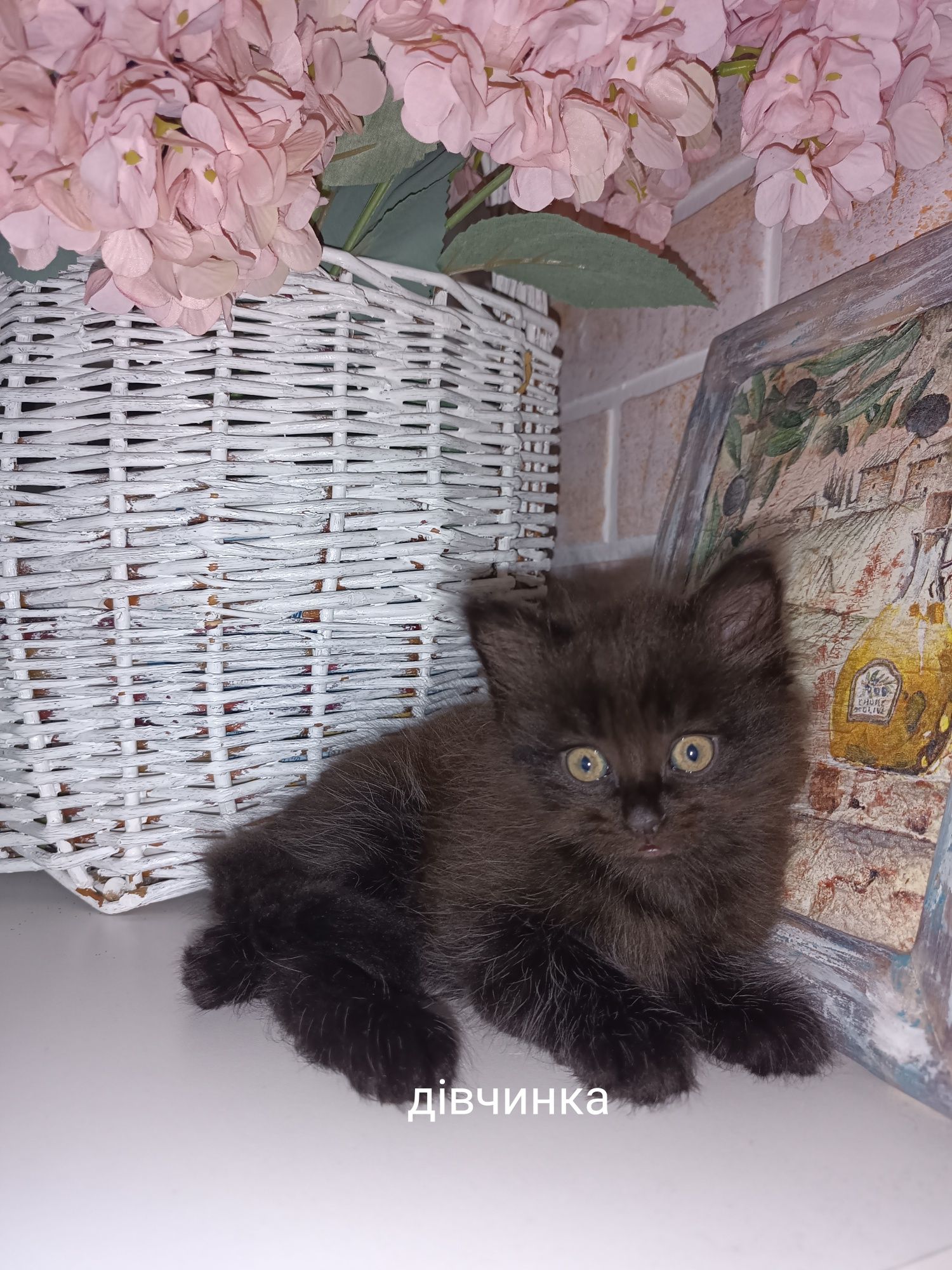 Кошенята в добрі руки!