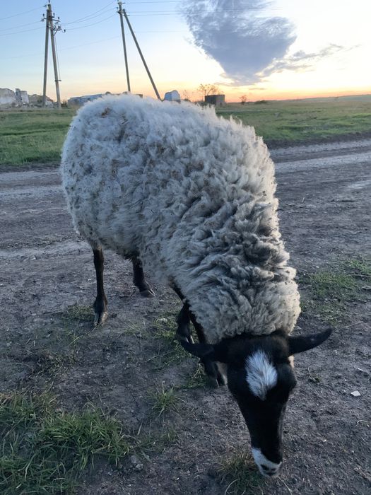 Продам овец Романовские