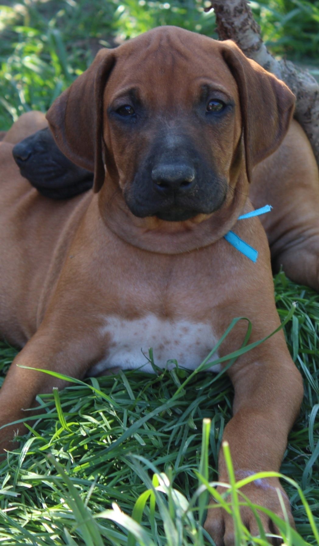 Rhodesian Ridgeback, samiec