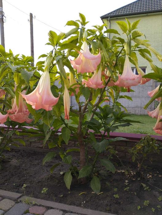 Бругмансія (датура, дурман)