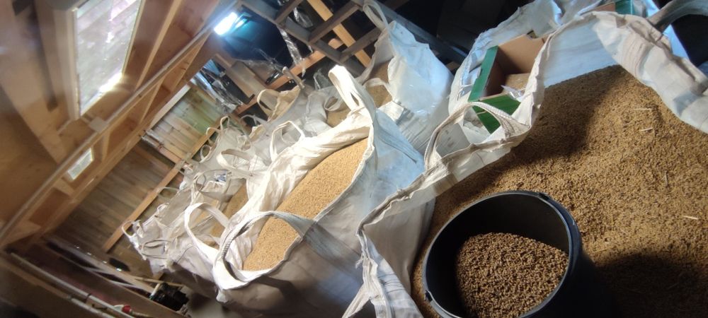 Jęczmień jary 2025