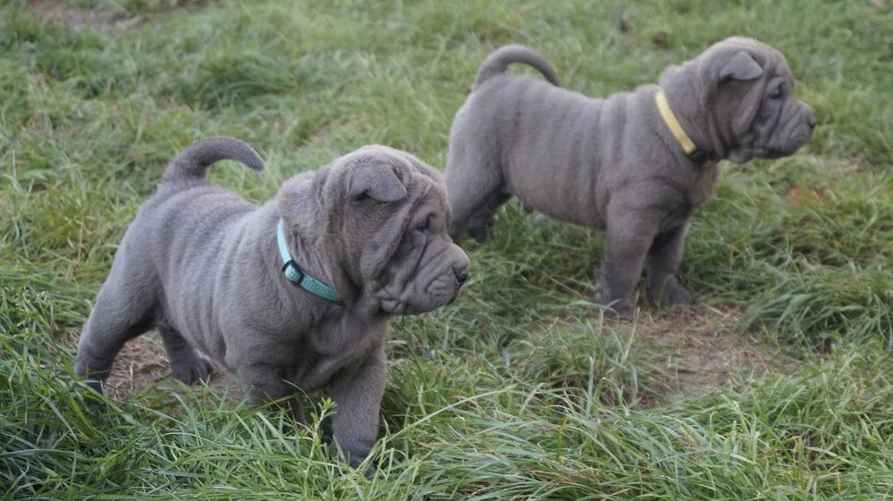 Eros blue Shar Pei, błękitny szczeniak Shar Pei