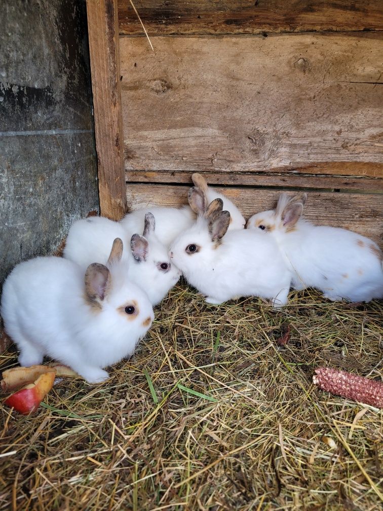 Kruliczki miniaturki