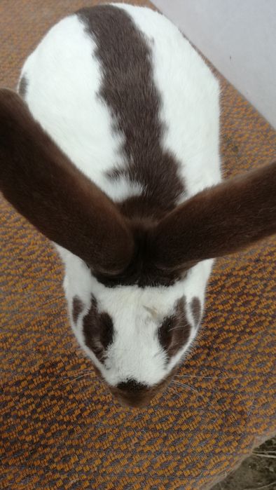 Немецкий строкач(гавана)