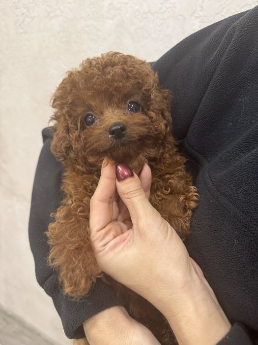 Той пудель китай, дівчинка