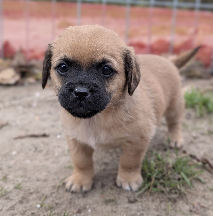 Śliczne małe pieski do oddania
