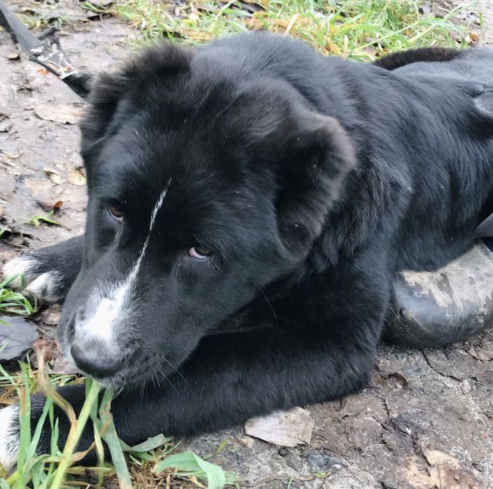 Щенки САО среднеазиатская овчарка.