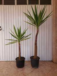 Yuccas para venda em vasos