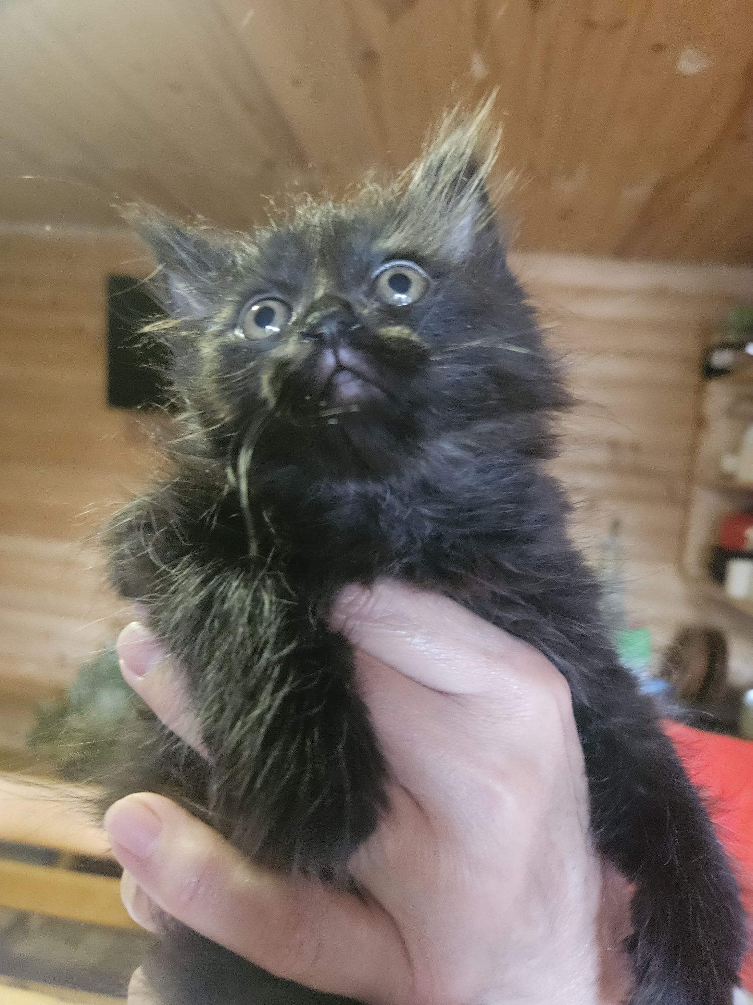 Котенок Кузя,2,5 мес, шоколадного цвета  ищет семью