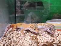 Gekon lamparci w Pawik.pl sklep zoologiczny Strzyżów