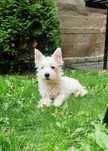 West Highland White Terrier piesek