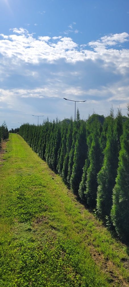 Tuja smaragd 140 cm tuje 120 thuja szmaragd thuje wrzesnia