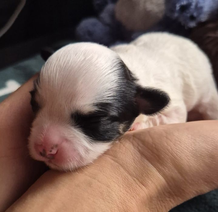 Do Rezerwacji Rocky Morkie