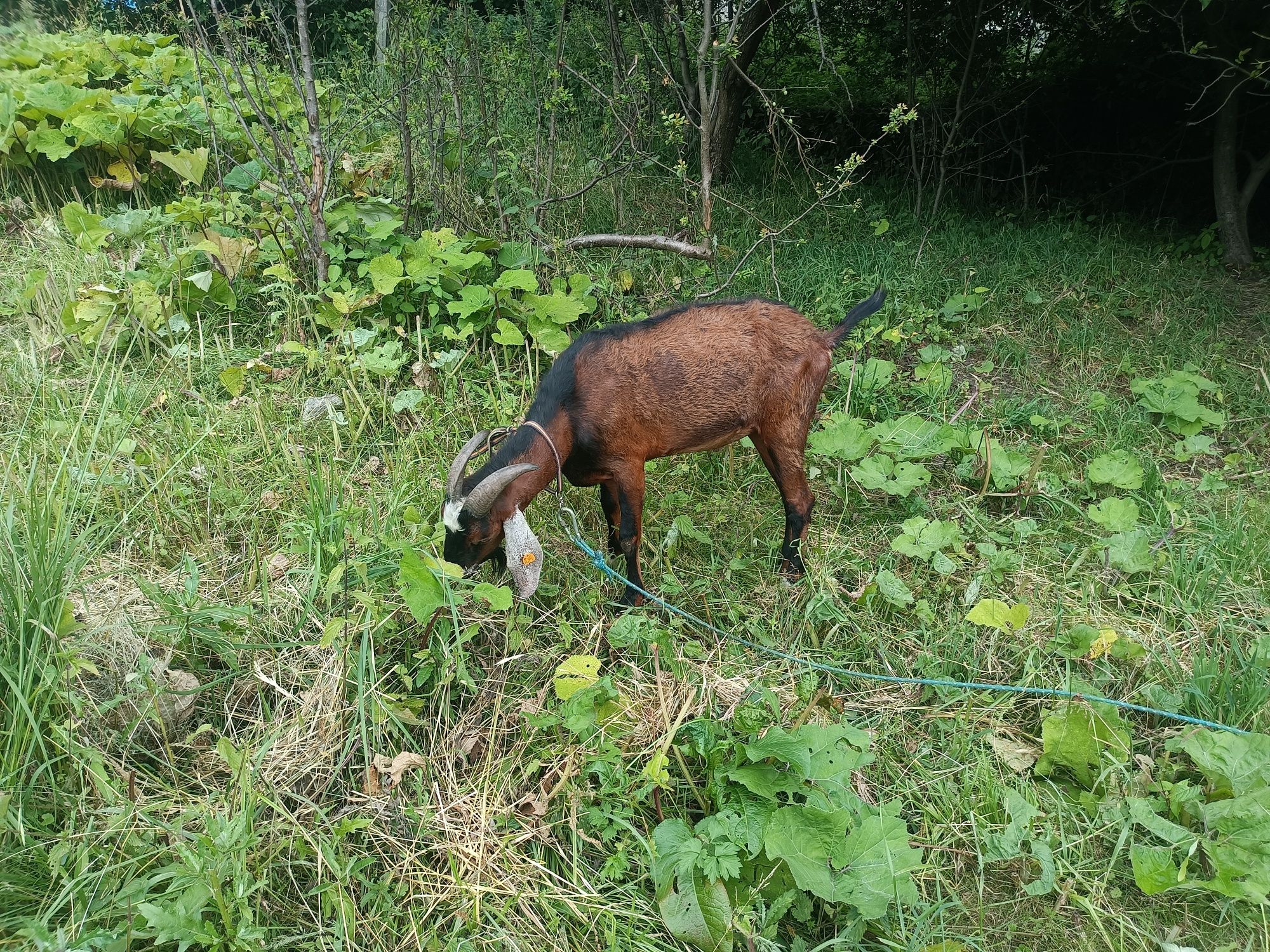 Cap, Kozioł anglonubijski