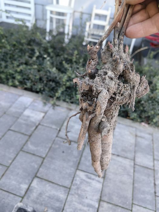 Peonia, Piwonia bylina kłącza