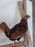 Ovos de galinha de raça Sebright.