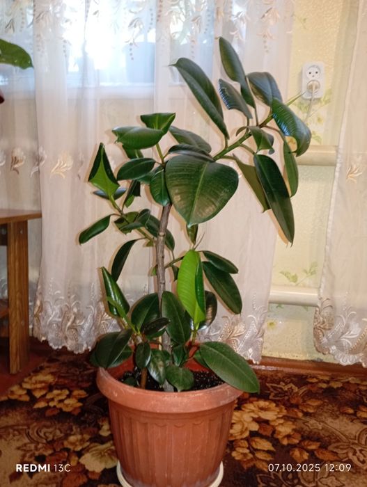 Продам комнатные растения