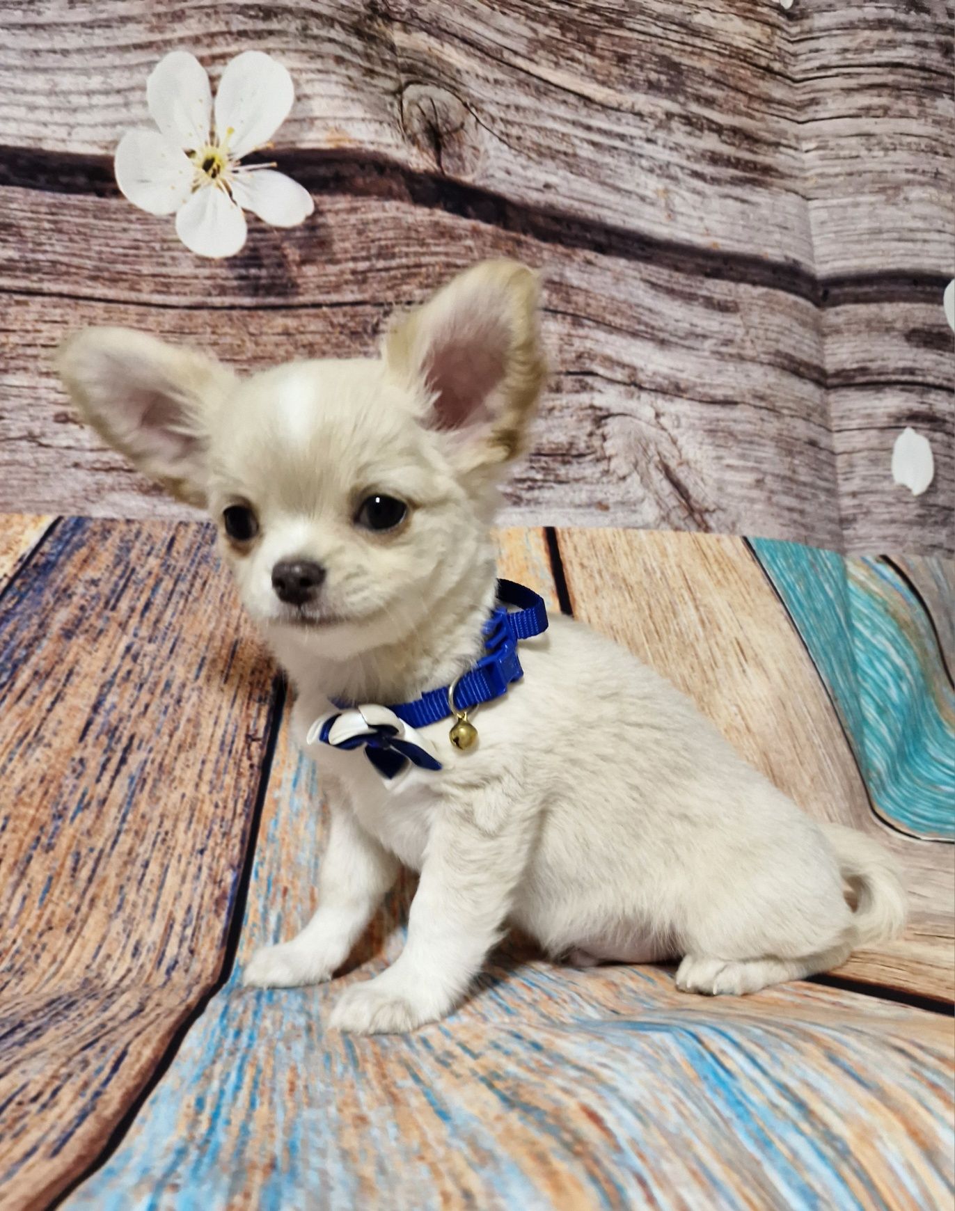 SONIC Chihuahua Długowłosy ZKwP FCI