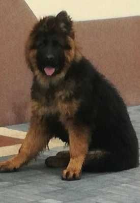 Owczarek niemiecki długowłosy potężny szczeniak po potężnych psach