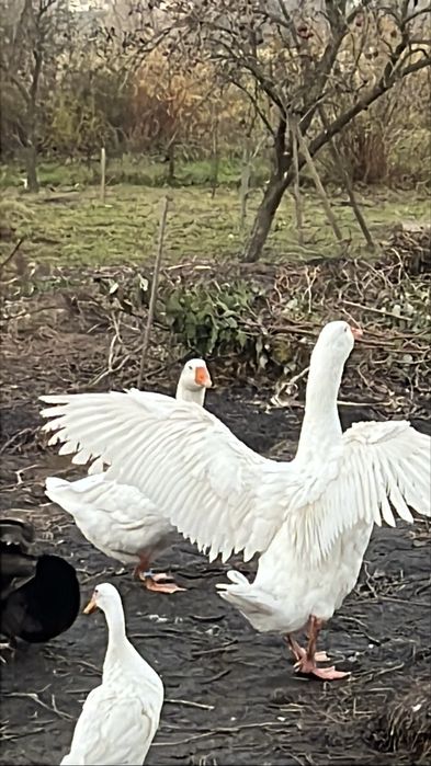 Мамути. Гусаки Мамути