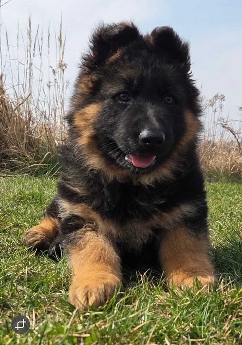 Owczarek Niemiecki Suczka