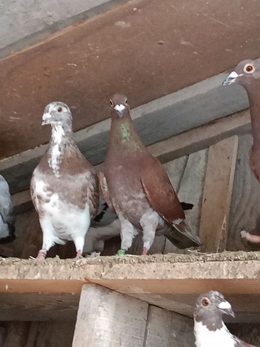 Gołębie pocztowe kolorowe