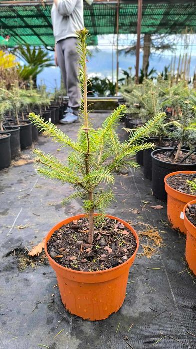 Várias Coniferas para venda
