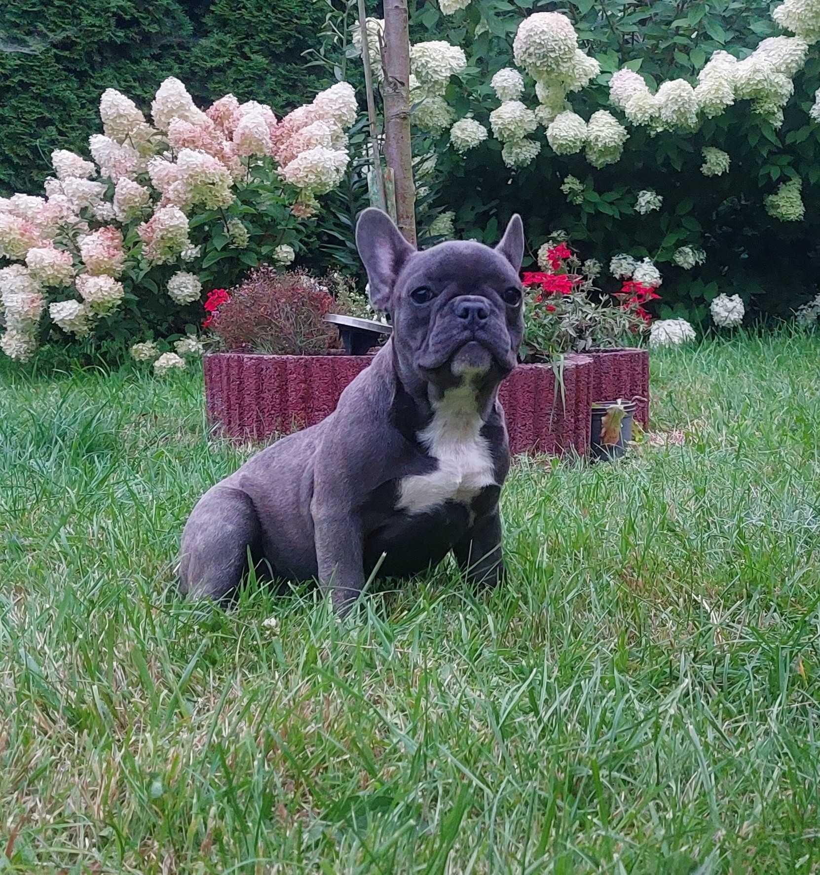 Bludog francuski BLUE niebieska SUNIA