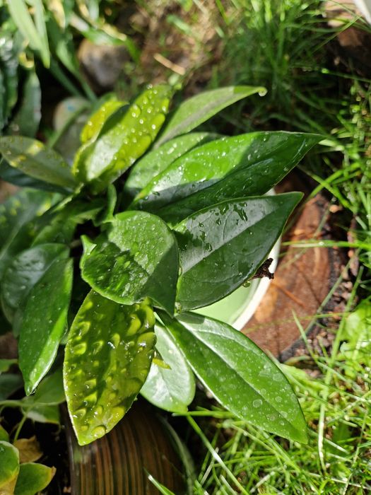 Kwiaty doniczkowe nadwyżki