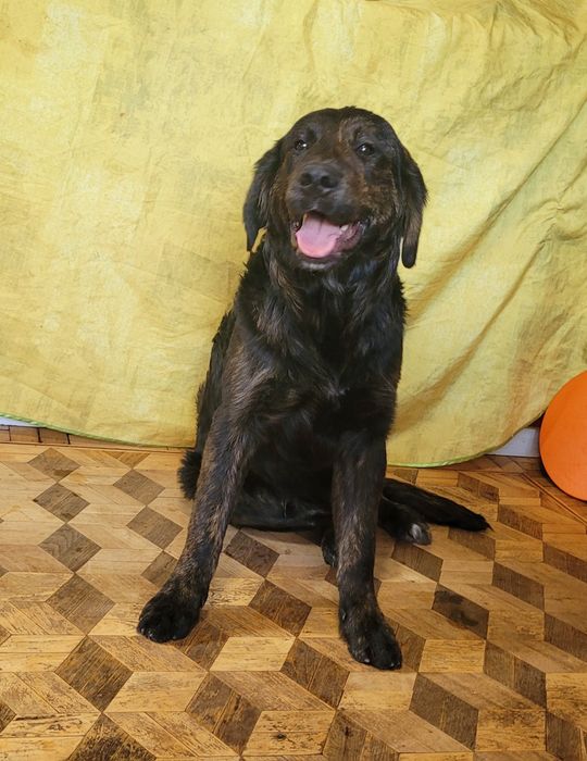 Черные голден ретриверы
