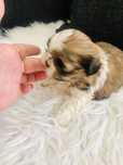 Shih tzu szczeniaczek do rezereacji